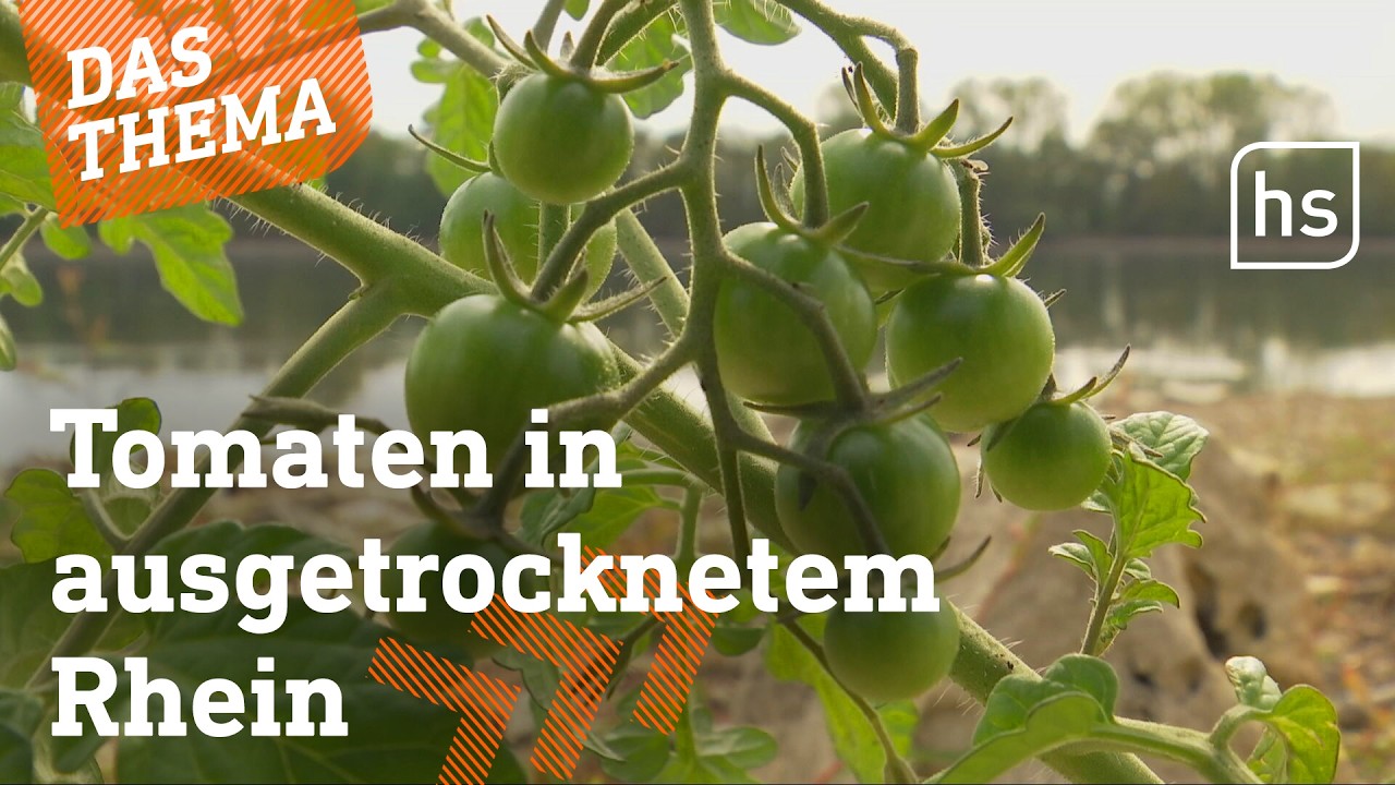 Dürre: Im Rhein bei Eltville wachsen jetzt wilde Tomaten