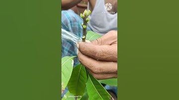Three Multi grafting On One Mango Tree|bHow To Graft Mango Tree|आम पर  ग्राफ्टिंग कैसे करें#shorts
