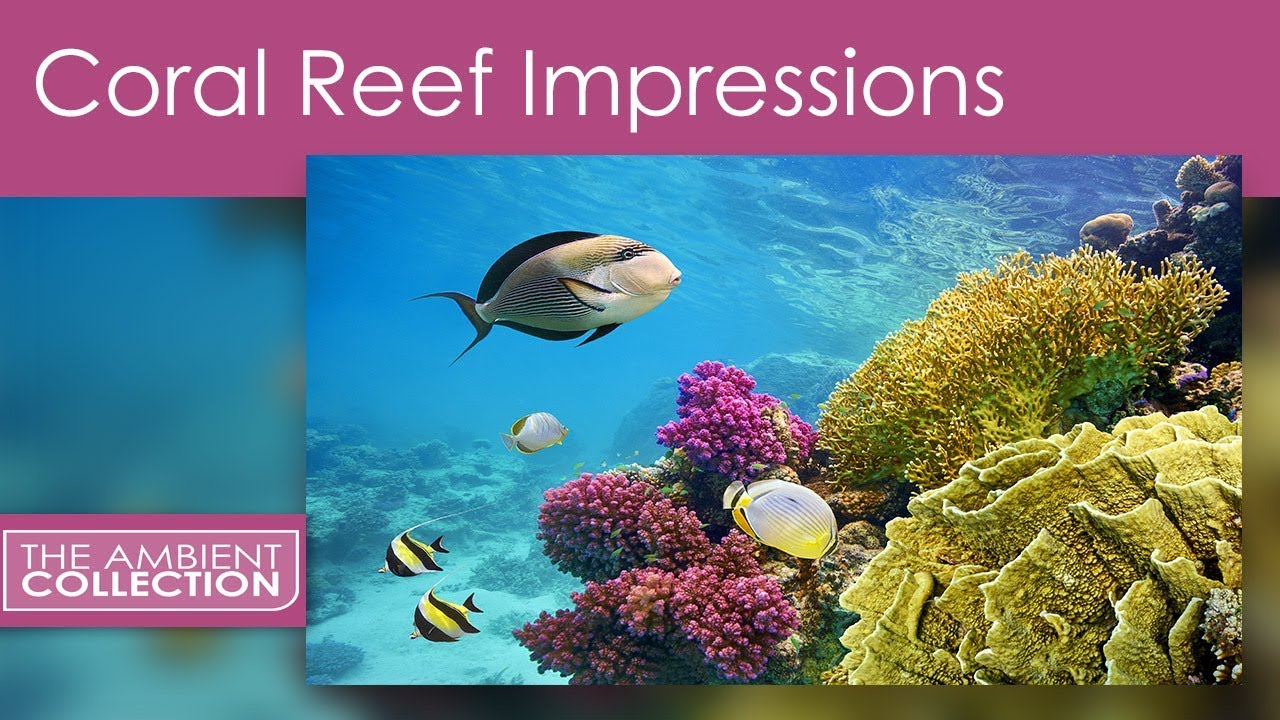 Aquarium dvd for tv download 2017