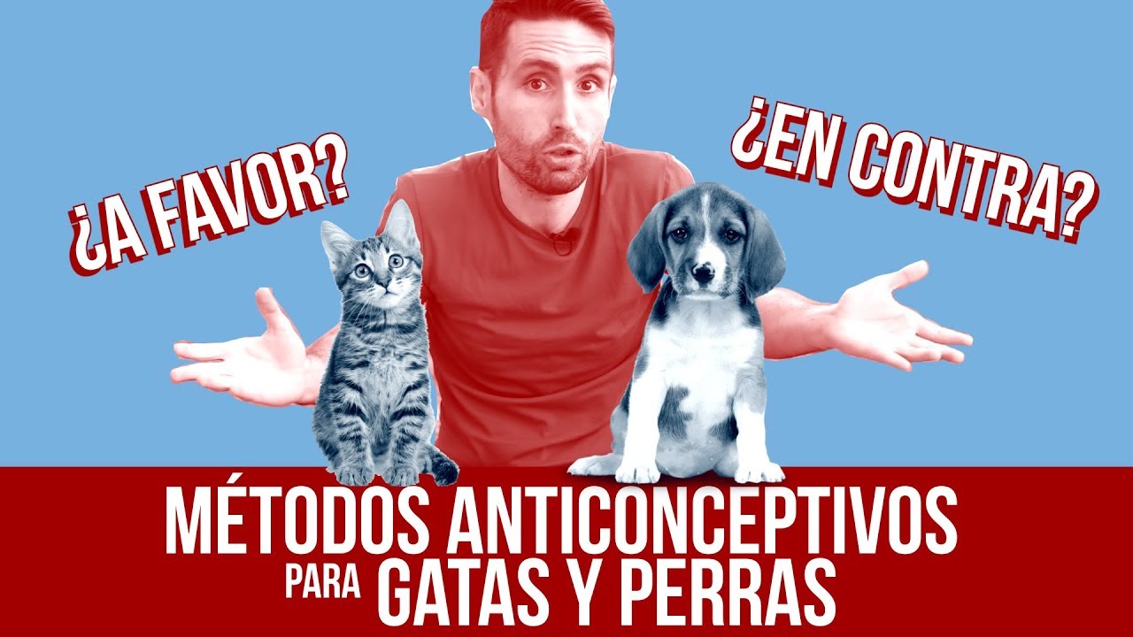 pastillas anticonceptivas para perros hembras