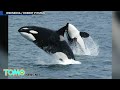 Cruauté envers les animaux : SeaWorld mettra fin à ses spectacles d'orques en 2016