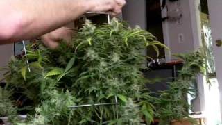 White Widow Harvest - Great White Shark Weigh In