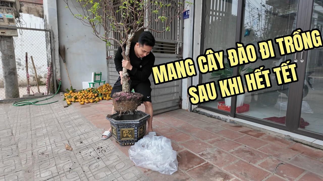 Mang Cây Đào Đi Trồng Sau Khi Hết Tết