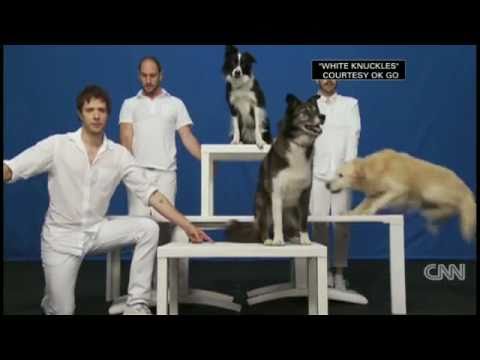 Canine choreography  Coreografo di cani Sandro Matocci
