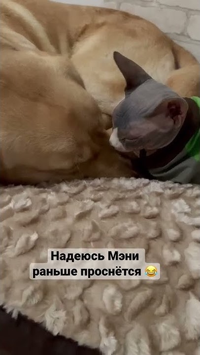 Хитрый кот 😺#shorts #котопес - YouTube