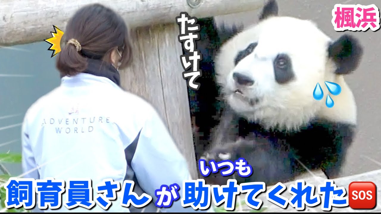 【パンダアイドル楓浜】ピンチがたくさんありました🐼これから本当の独り立ちだね（泣）