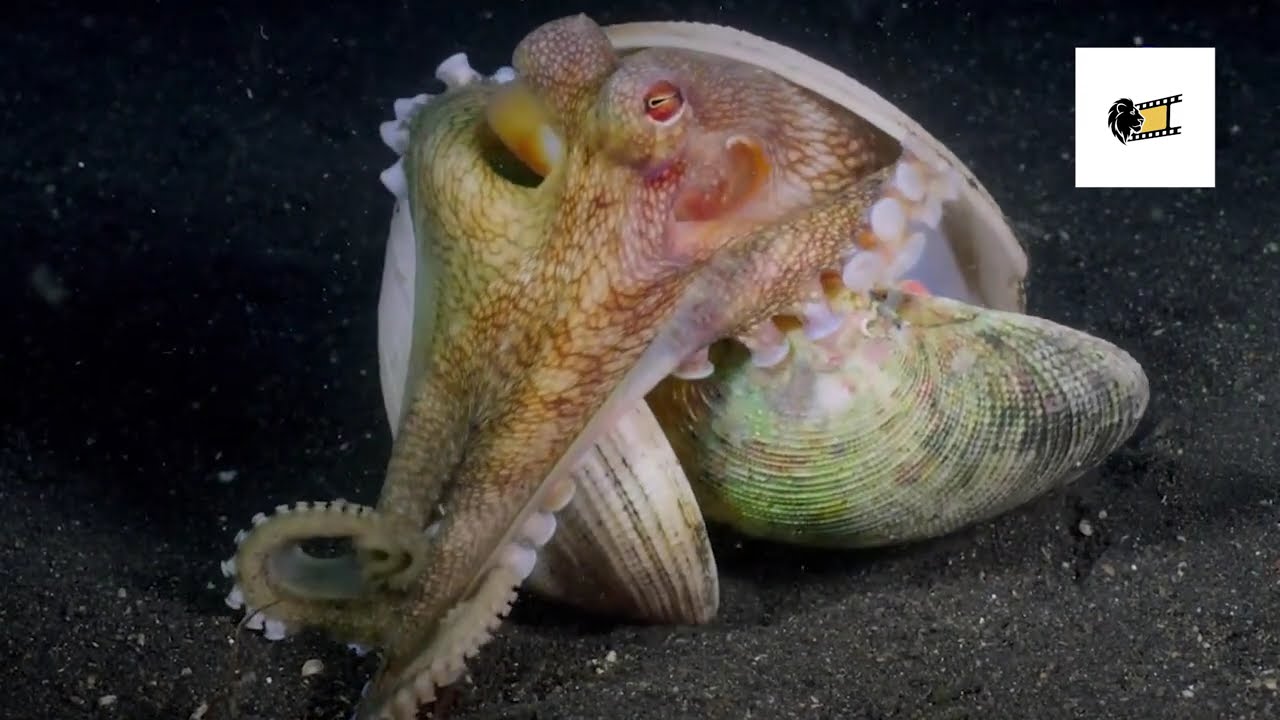 Документальный фильм: Подводная планета