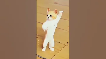 قطه ترقص 