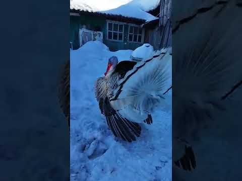 Деревенский красивый индюк