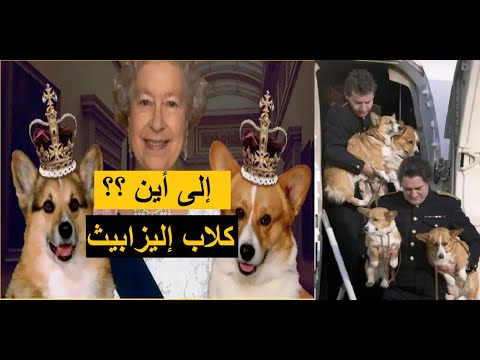 ماهو مصير كلاب الملكة المدللة و بماذا أوصت اليزابيث المقربين منها حول مآل هذه الحيوانات