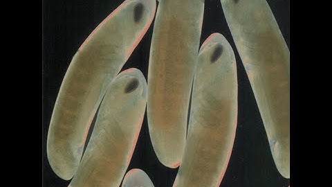 The Locust - Flight of The Wounded Locust (Full EP)