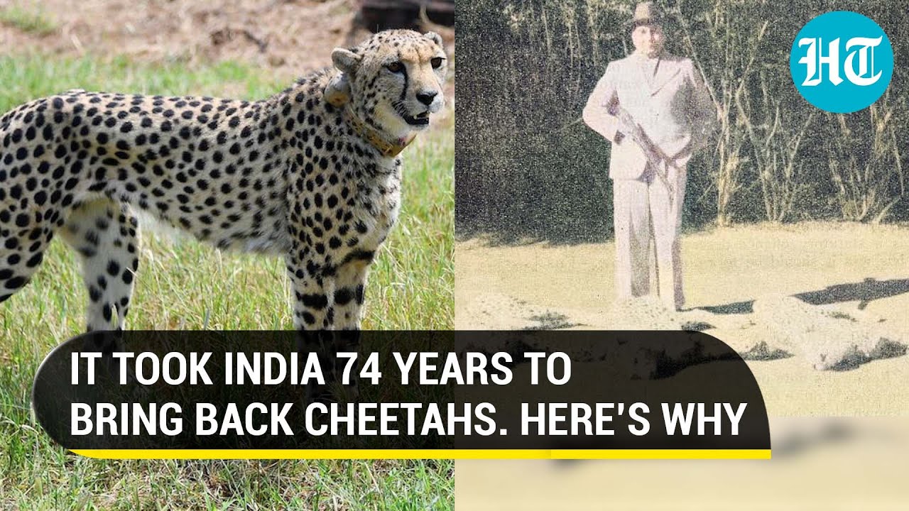 Cheetahs back in India: IFS officer explains how Asiatic big cats went