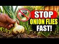 How to Stop Onion Flies FAST Before They Destroy Your Harvest (The Secret Method!)