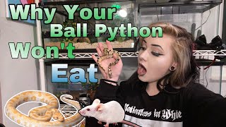 WHY YOUR BALL PYTHON WON’T EAT