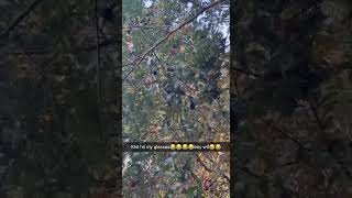 Squirrel In Tree Throws Acorn Down At Guy