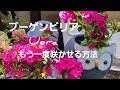 初めてのガーデニング！ブーゲンビリアを繰り返し花を咲かせる方法を詳しく紹介しています❗