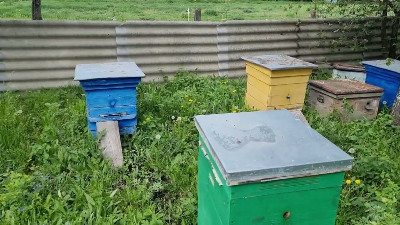 В гостях у пчёл.