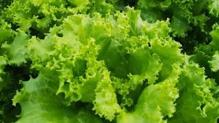 BENIH SELADA LETTUCE BATAVIA PEARL GEM ISI 900 BENIH - ORIGINAL PACKING PT INDOGREEN SEED INDONESIA