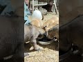 Puppy eating mit