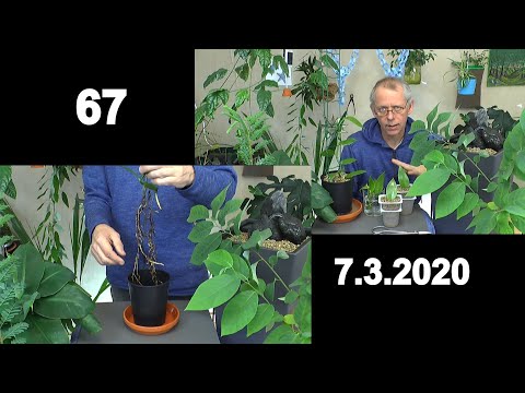 Video: Growing Vanilla Orchids: Tipps für die Pflege von Vanilleorchideen