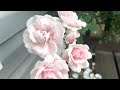 New Dawn Climbing Rose - Annual Big Show 🙌🌸💕