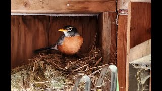 2024 Robin nest cam #2!  3 eggs! - Sooke B.C. Canada