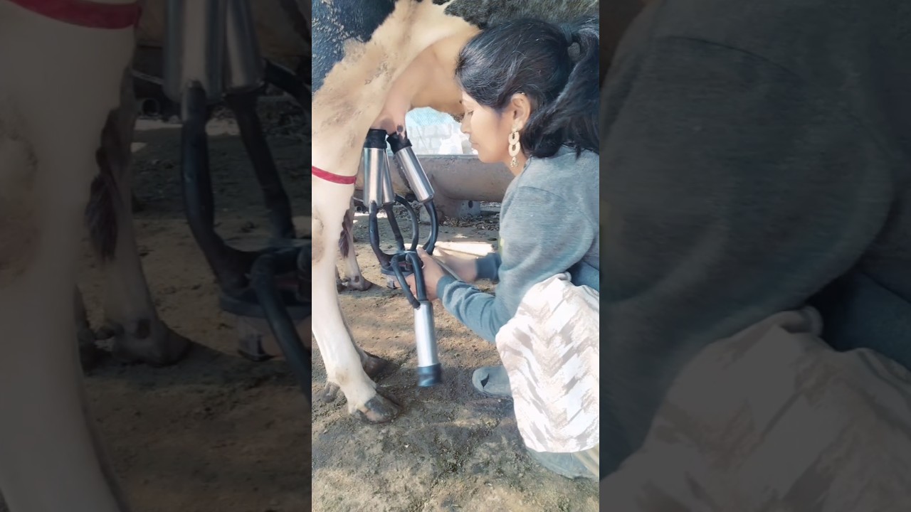 India ka milking machine 