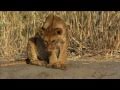 The Story of Junior - The Paralyzed Lion Cub - HD 1080p