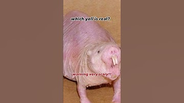 Very Scary!! #capybara #jumpscare #memes #goofy