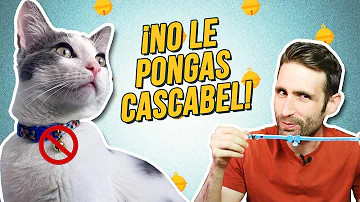 ¿Por qué no hay que poner collares a los gatos?