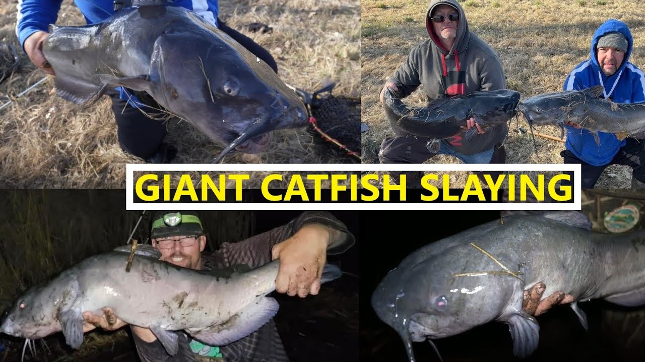 How to Catch HUGE Catfish EASILY Colorado Catfish YouTube