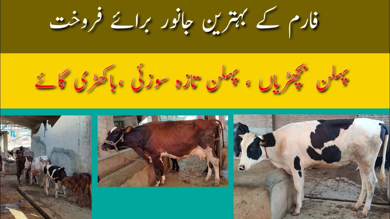 Beautiful Heifer 1st timer cow andl female calf's femalae