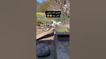 حظي العاثر أغاني 2025 اكسبلور اغنية تعليم لايك التأمل 