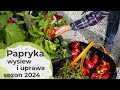 Papryka wysiew i uprawa papryki jak uprawia eby mie obfite plony sezon 2024