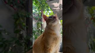 #catsofyoutube #catshorts #gatitos #catlovers #fypシ #youtubeshorts #viral #shortsviral #fypシ゚ #gatos