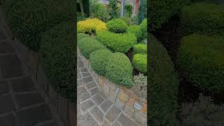 Pruning Juniperus Communisgreen Carpet.