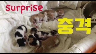 아기가 아기를 낳다(길냥이 catdaddy season1) Kittens give birth to kittens.