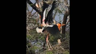 Painted Stork Mating