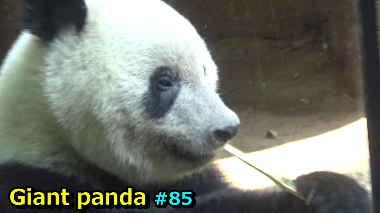 パンダ家族の日常 Cute giant panda #195 ジャイアントパンダ【Cute