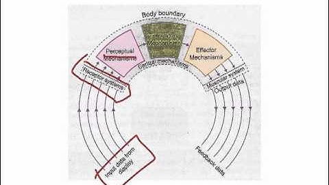 AS P E    Skill   Information processing