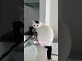 慌てる猫