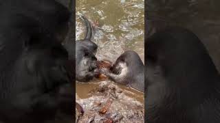 Can Otters Eat Coconut Shell?