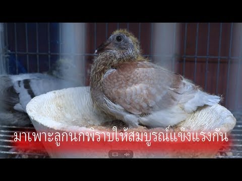 วีดีโอ: วิธีผสมพันธุ์นกพิราบ