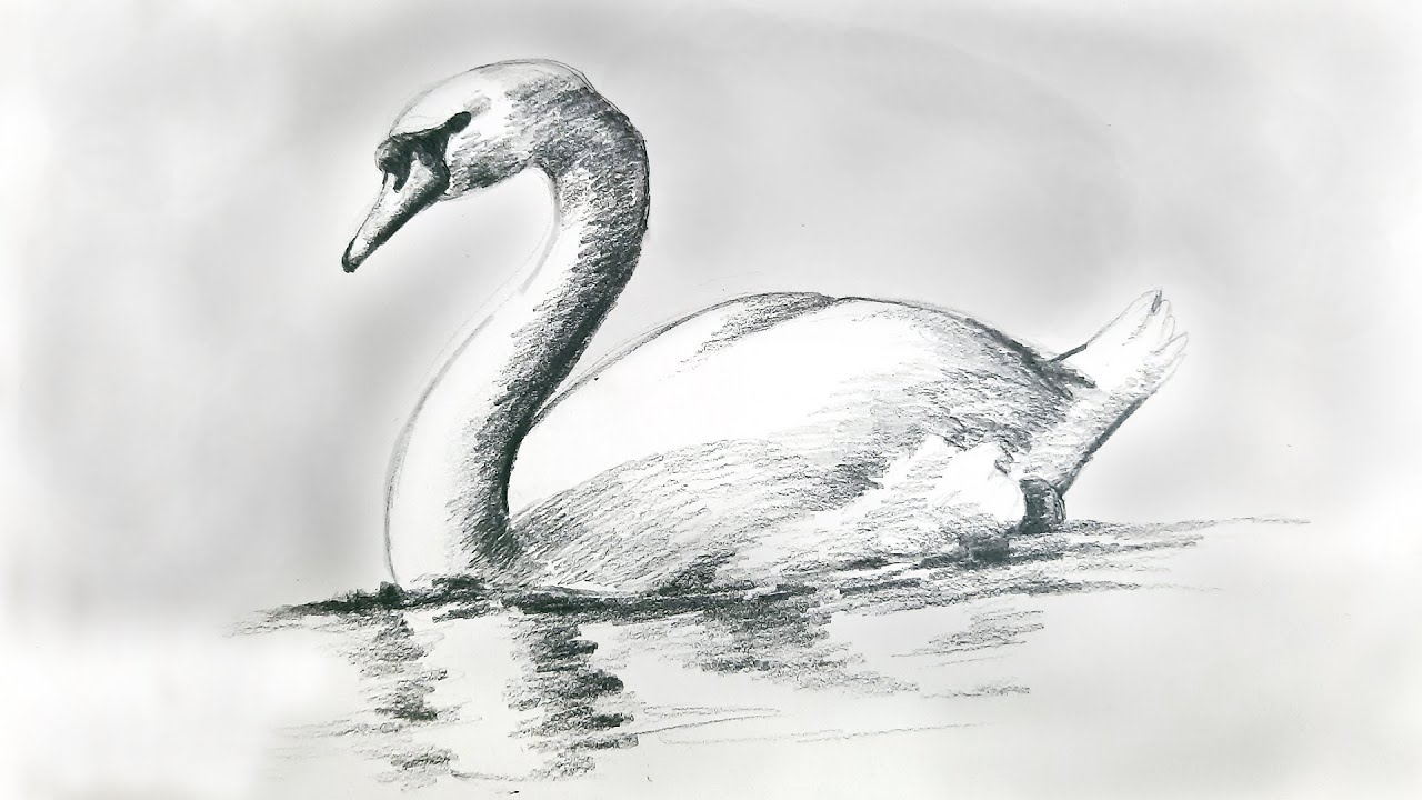 Discover more than 82 pencil sketches of swans super hot - in.eteachers