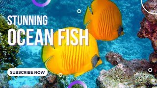 Beautiful Ocean Fish & Relax Music | Nature Relaxation