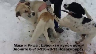 Собаки ищут дом Приют Дари добро Новосибирск animal shelter asking for help Собаки ищут дом Приют Дари добро Новосибирск animal shelter asking for help