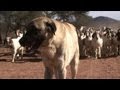 Dogs ease Namibia's cheetah-farmer conflicts
