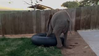 The Cutest! Baby elephant, Khanyisa takes her tyre tube for a walk in the garden at sunset