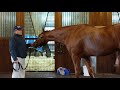 Justify at Ashford Stud PT 1