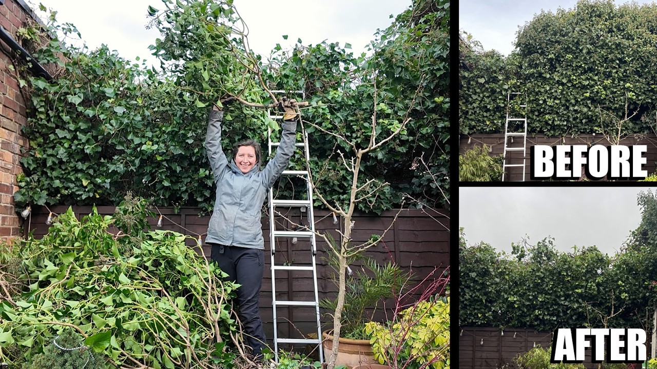 Обрезка разросшейся живой изгороди из плюща.
